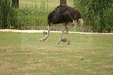 leipzig zoo-01_07_2011_zoo_allgemein_376